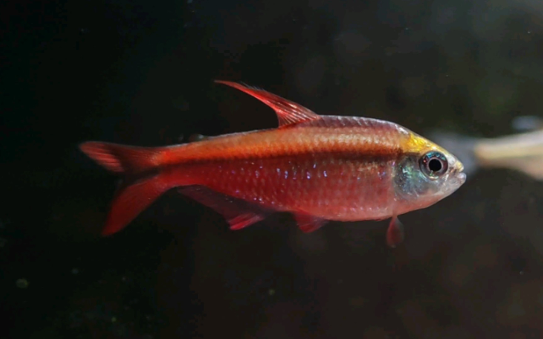 50缸灯鱼混养,超级红魔鬼篇