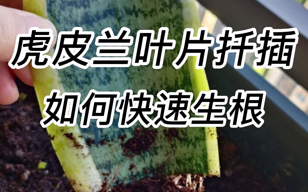 虎皮兰如何扦插快速生根哔哩哔哩bilibili