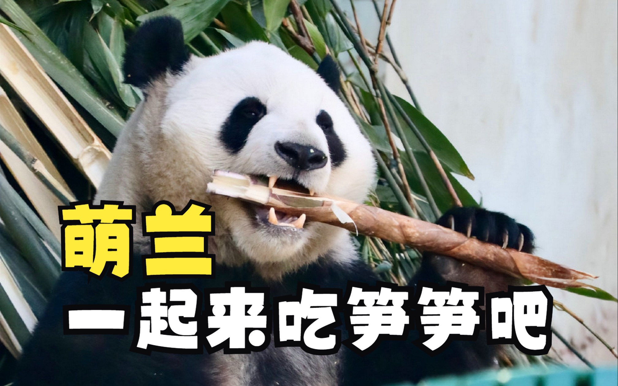 吃竹笋的萌兰,他一口一口吃的好认真,现场姨姨和叔叔们看得很开心!