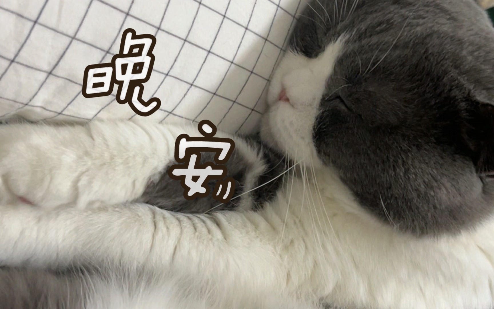 我睡着了,别打扰我哦!