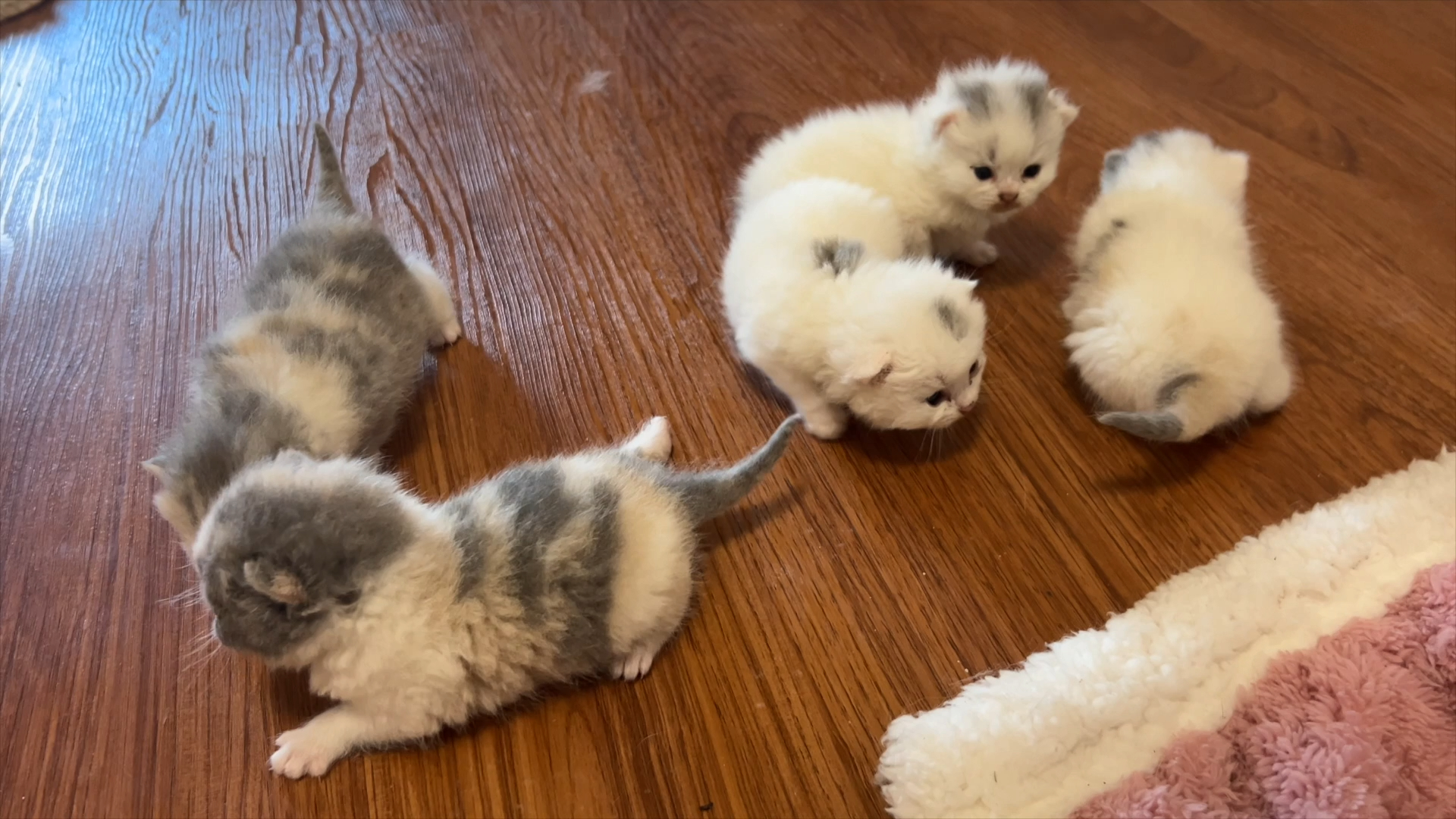 17天的小猫到底能有多可爱?一窝三个三花猫宝宝!