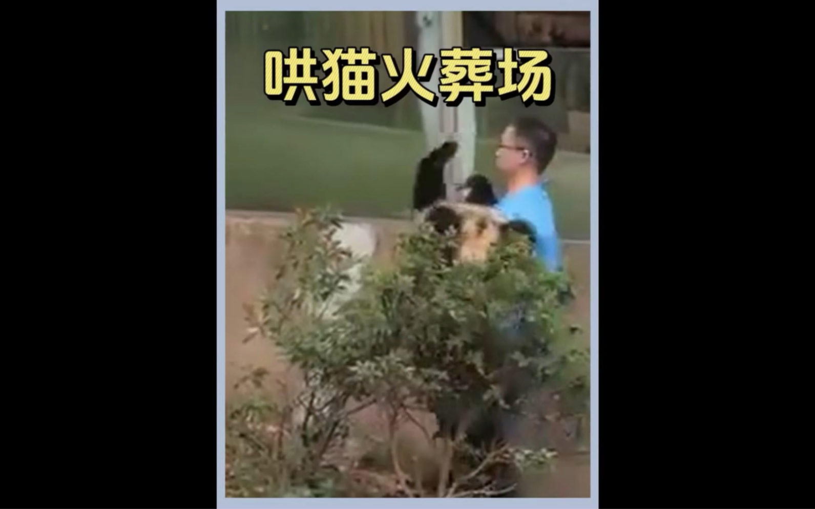 抖猫一时爽,哄猫火葬场哔哩哔哩bilibili