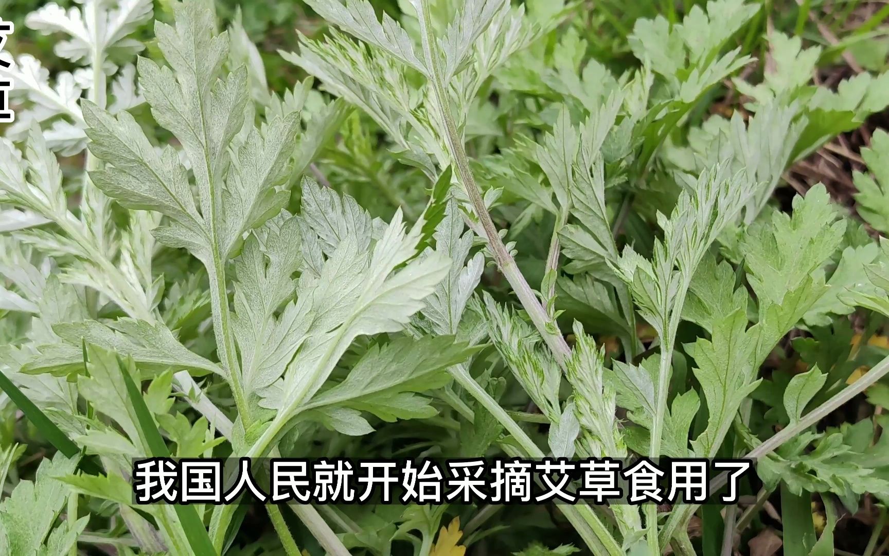 [图]艾草在商周时期就是人们生活中很重要的植物，传说燧人氏钻木取火用的引火物就是艾草