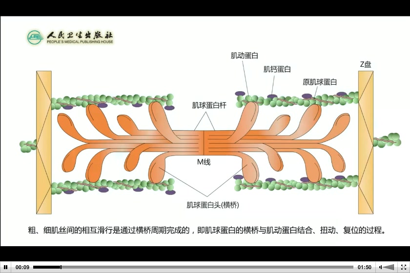 肌丝滑行的过程——横桥周期(1,3)哔哩哔哩bilibili