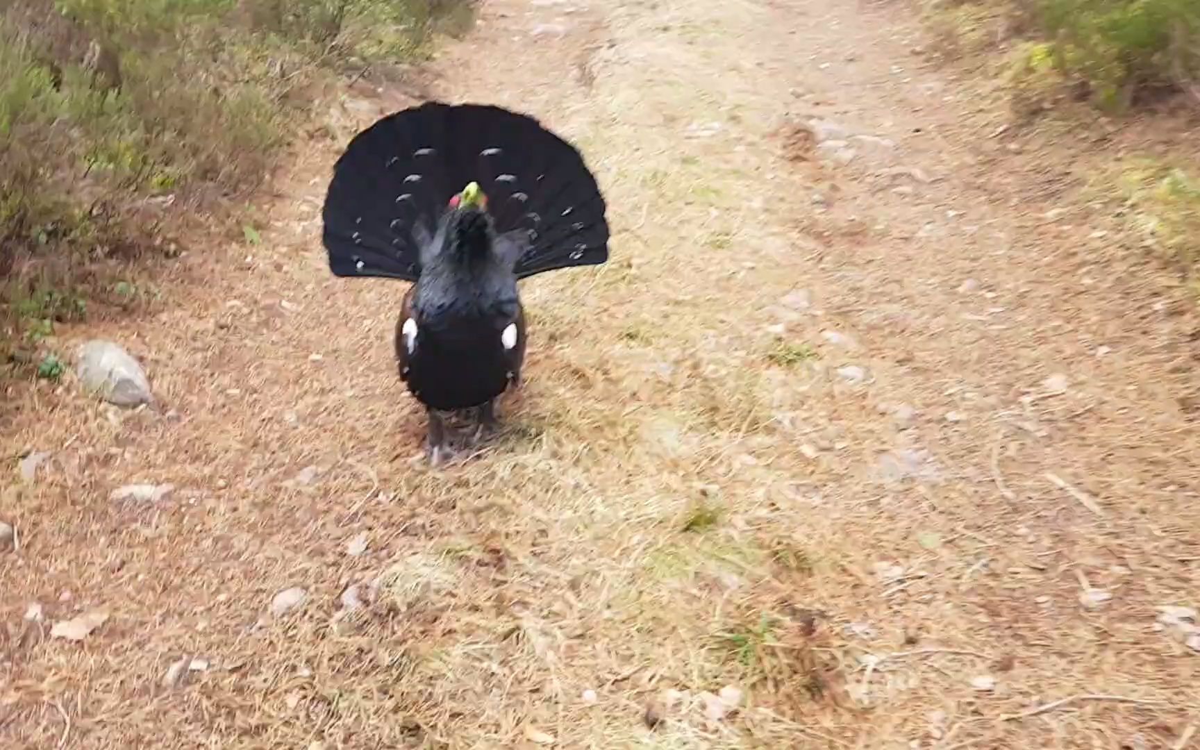 [图]苏格兰高地上的松鸡