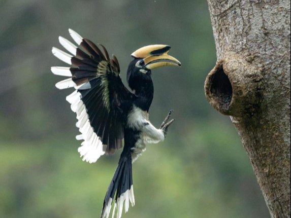 终生一对比翼飞，一吻定情羡九霄。为了孩子我甘愿画地为牢。今天讲一个冠斑犀鸟的故事