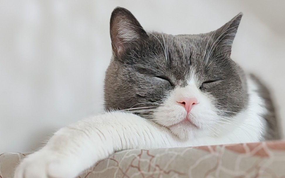 谁家猫咪这样打呼噜啊