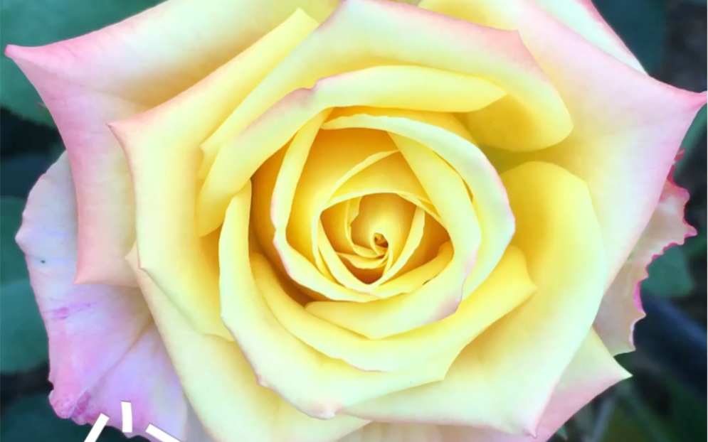 看着耀眼夺目,这就是闪耀玫瑰花!