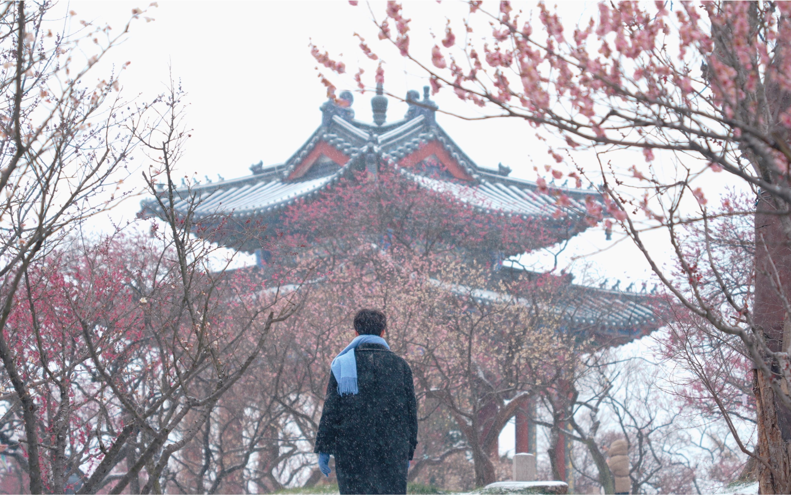 南京梅花山|春寒料峭有暗香,踏雪寻梅上春山哔哩哔哩bilibili