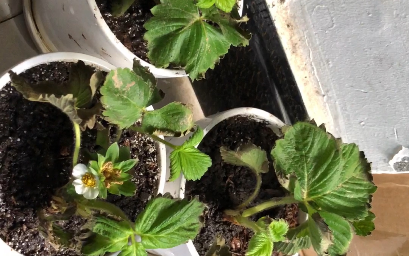 【想吃草莓】第2期 盆栽草莓烧苗,如何补救?