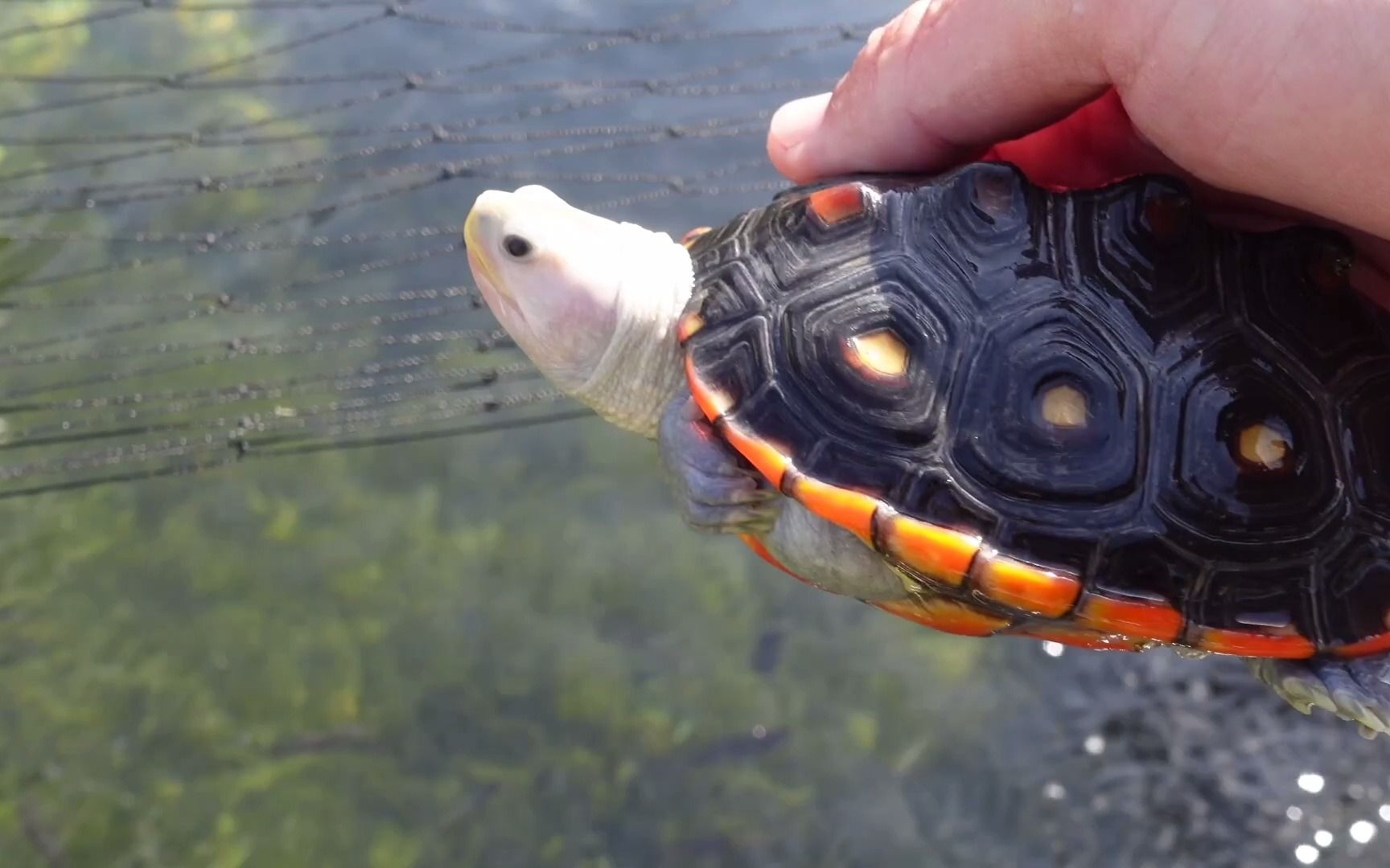 中字油管国外土豪的无点锦钻纹龟