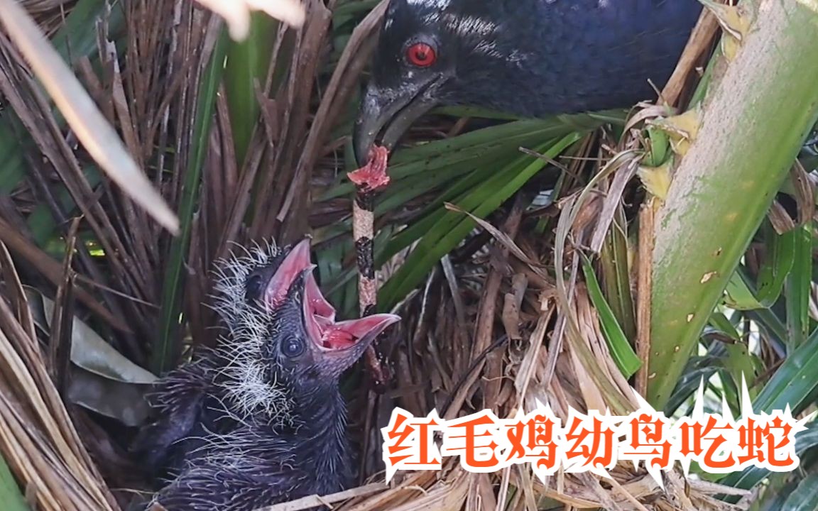 红毛鸡育雏:鸟妈竟捕来一条蛇喂给幼鸟