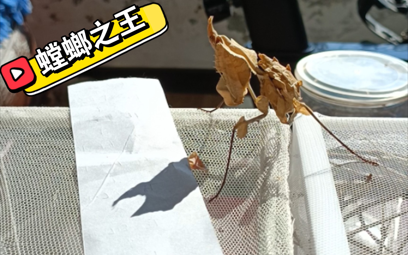 大魔花螳螂饲养记录图片