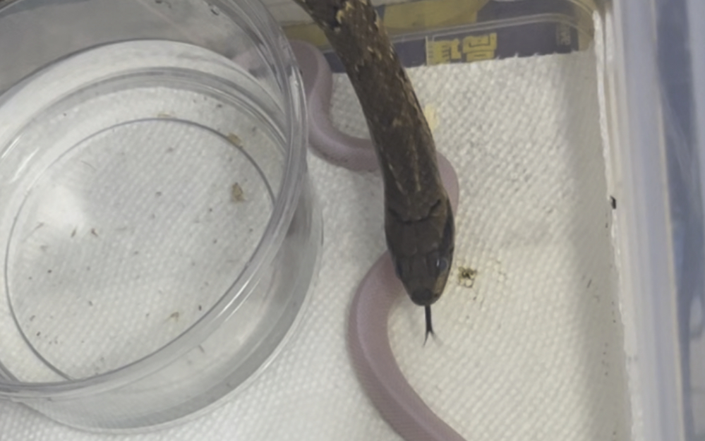 【全网首例】巴西水王蛇捕食活蛇(布鲁克王蛇)视频