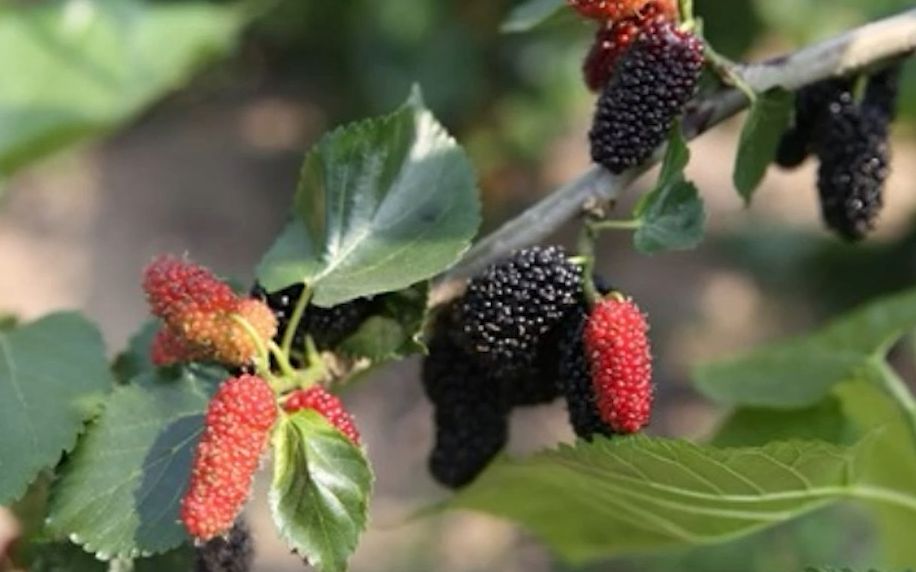 桑葚能抗衰老 ,预防白发