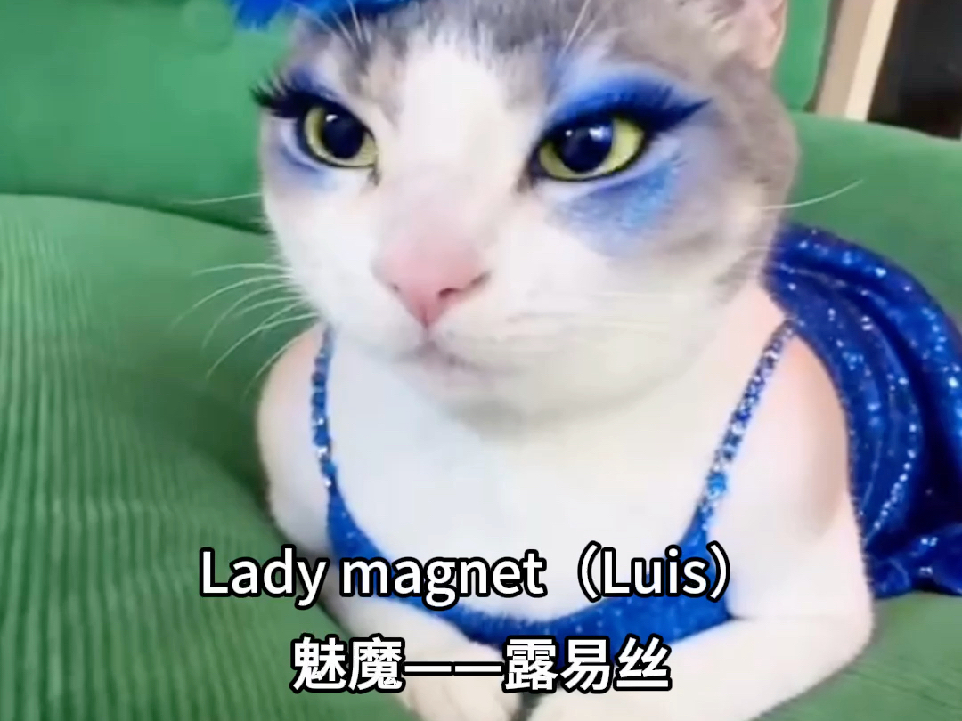 这里一定有你喜欢的猫咪！