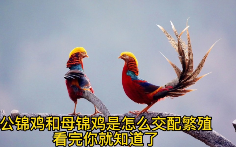 公锦鸡和母锦鸡是怎么交配繁殖的?看完你就知道了