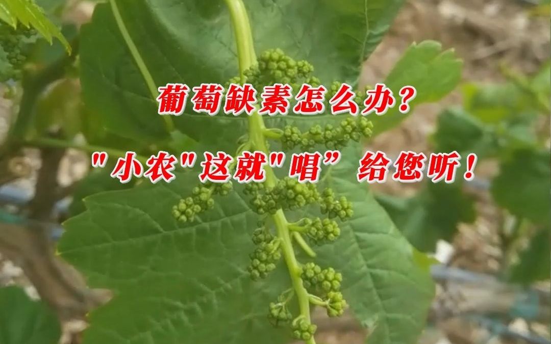 [图]【宾川农事】葡萄缺素怎么办？小编这就“唱”给您听！