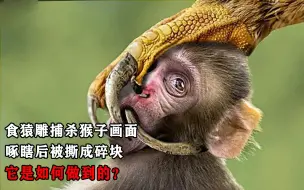 Download Video: 罕见！食猿雕捕杀猴子画面，啄瞎后被撕成碎块，它是如何做到的？