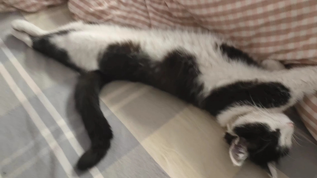 【古得猫宁啦】新作上线,快来看看!