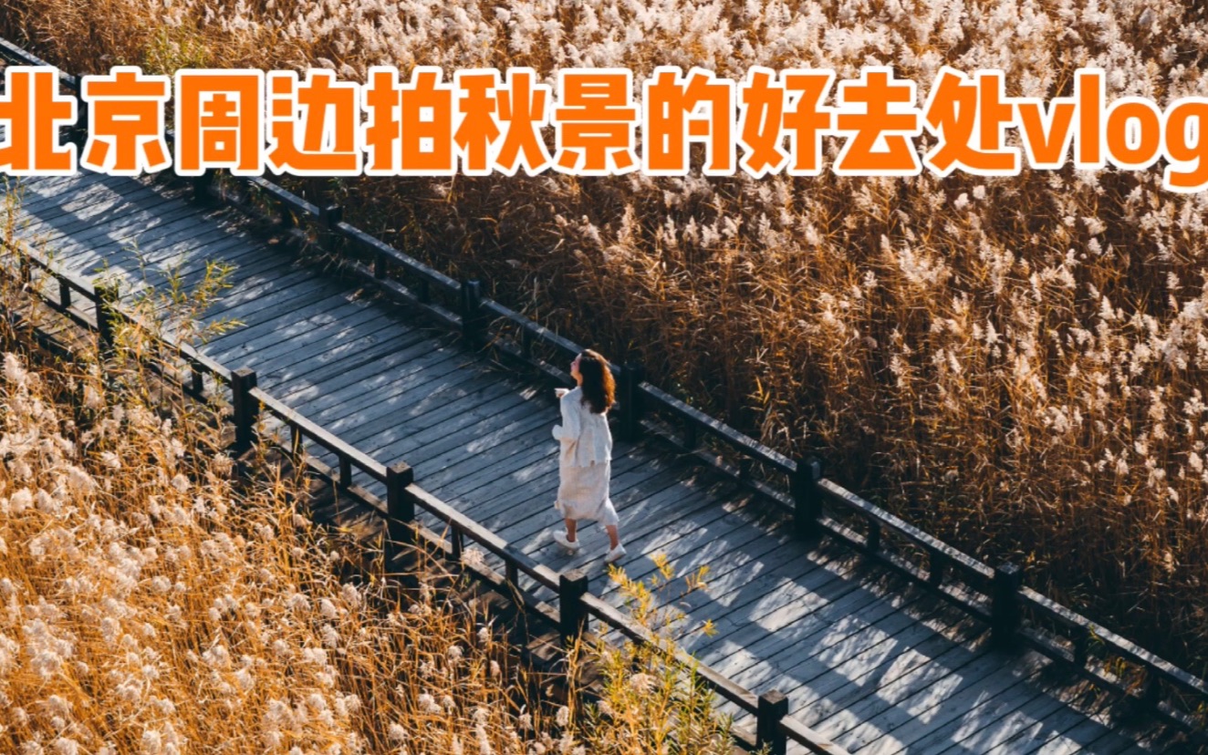 北京周边拍秋景不可错过的好去处!哔哩哔哩bilibili