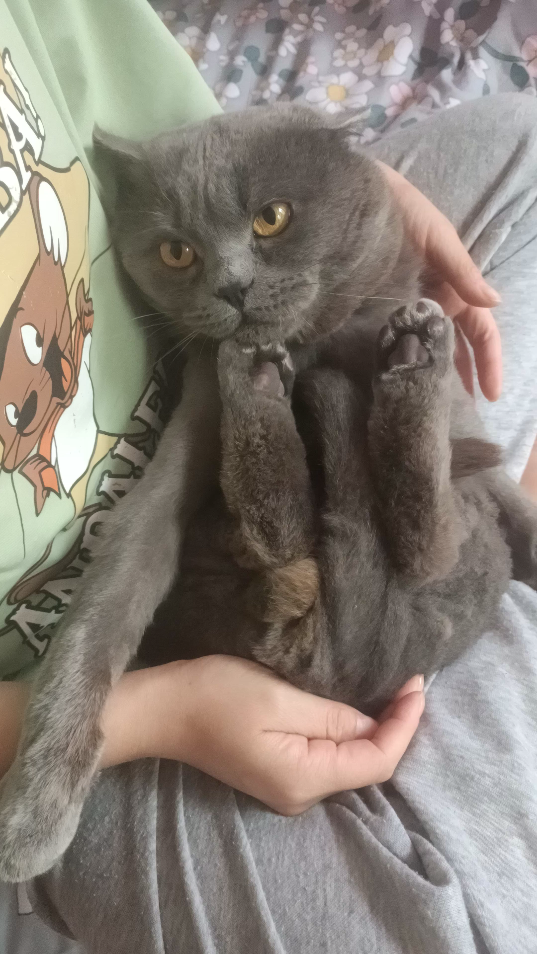 小胖丁太可爱了_哔哩哔哩_bilibili