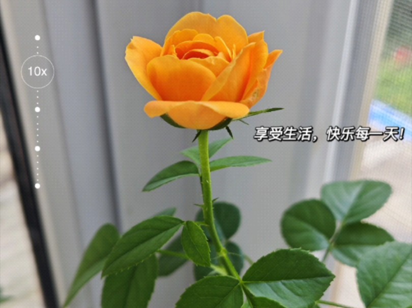 适合新手种的果汁阳台月季