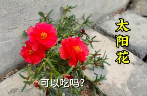 Download Video: 太阳花又叫半支莲，捣碎作用厉害，还可以做美食?