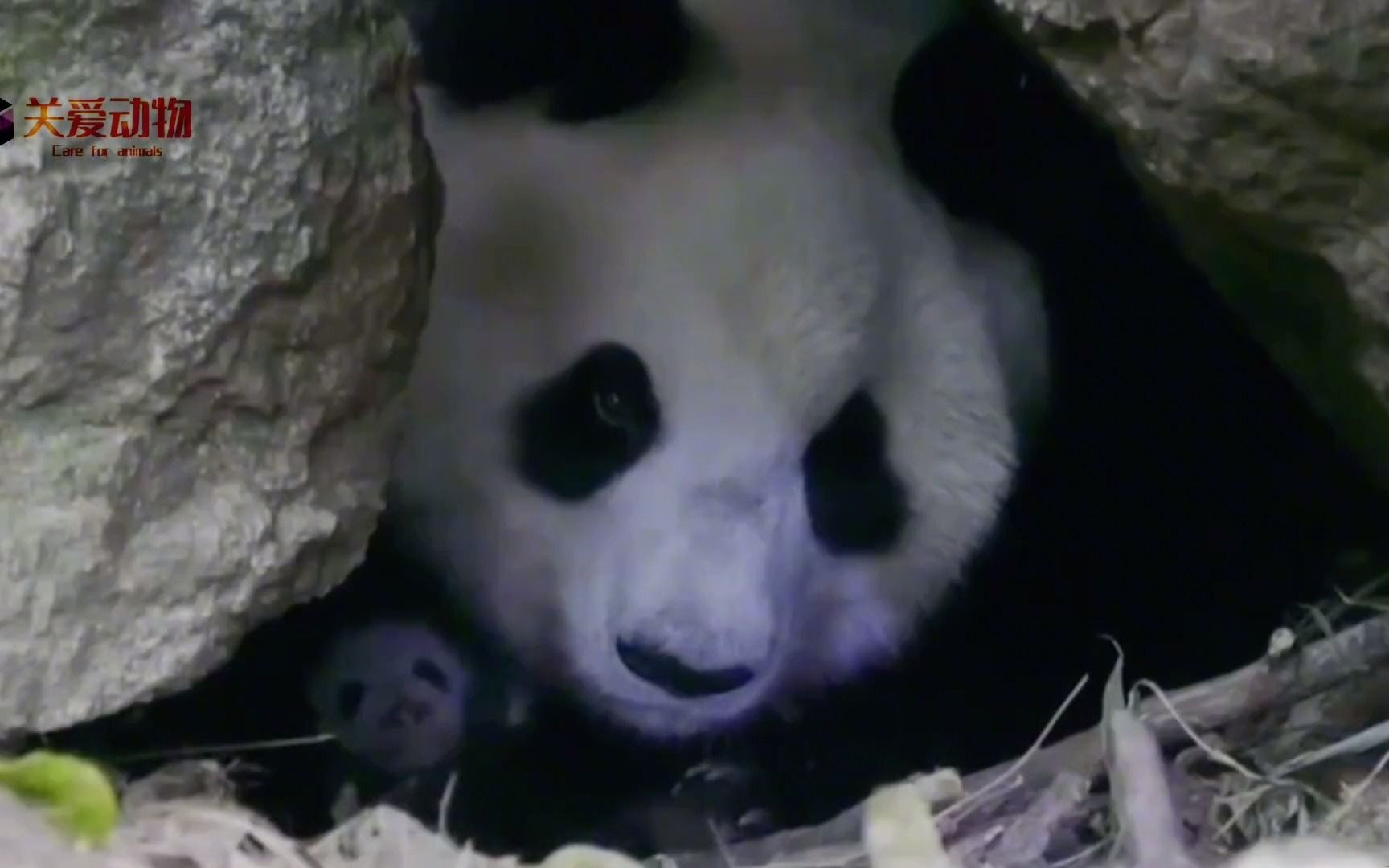 大熊猫娇娇守着它的第二个孩子"希望"整整一个月不吃不喝,一直抱着怀