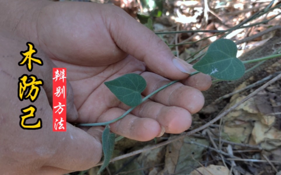 倪师“木防己黄芪汤方”,藤叶与千金藤相似,分辨方法很重要!哔哩哔哩bilibili