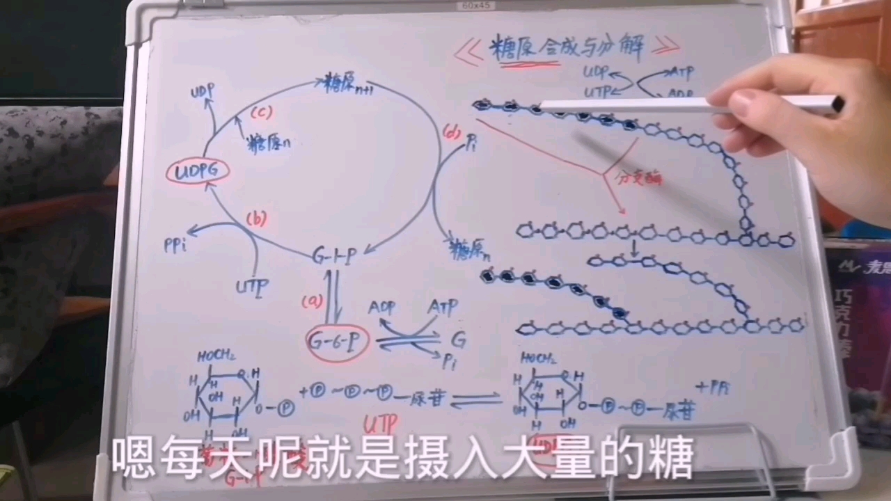 生化干货,糖原合成机制哔哩哔哩bilibili