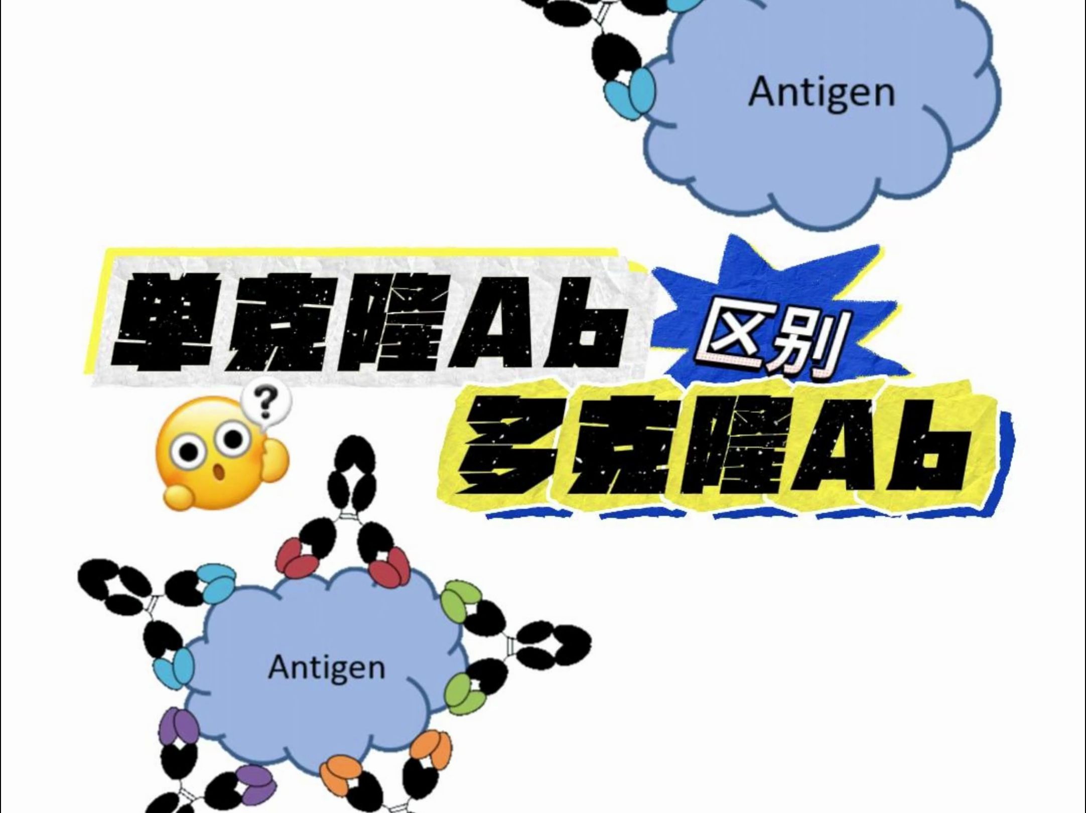 单克隆Ab和多克隆Ab分别是什么?哔哩哔哩bilibili