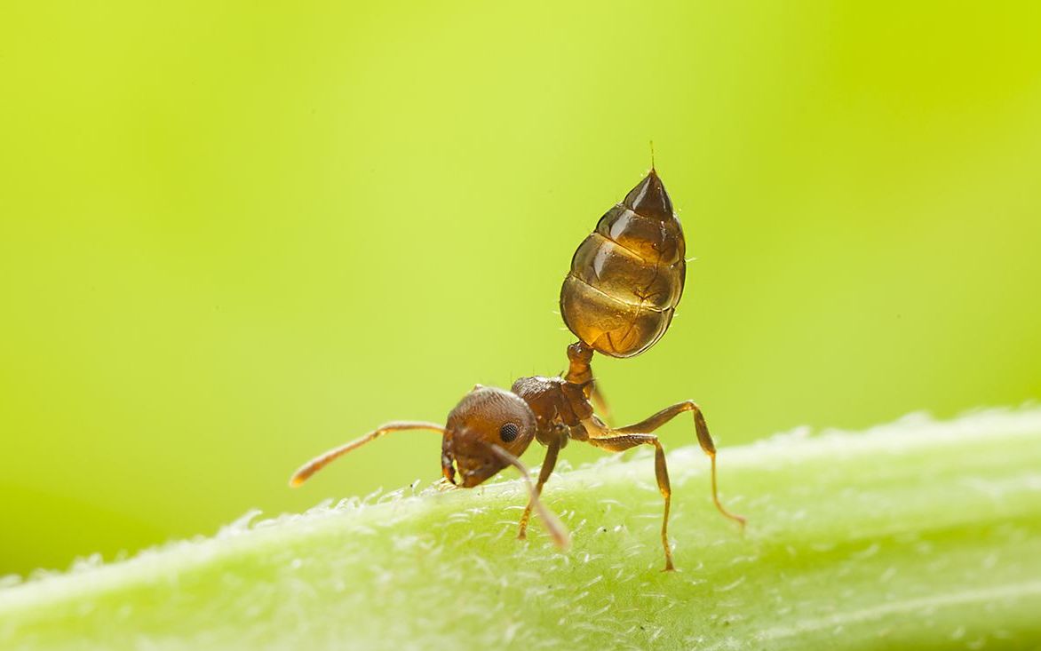 活动作品恶魔之墓生态巢41最后的游举举腹蚁
