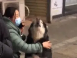 Скачать видео: 阿拉斯加走丢，坐路边嗷嗷哭两小时，最后在好心阿姨的帮助下才找到主人