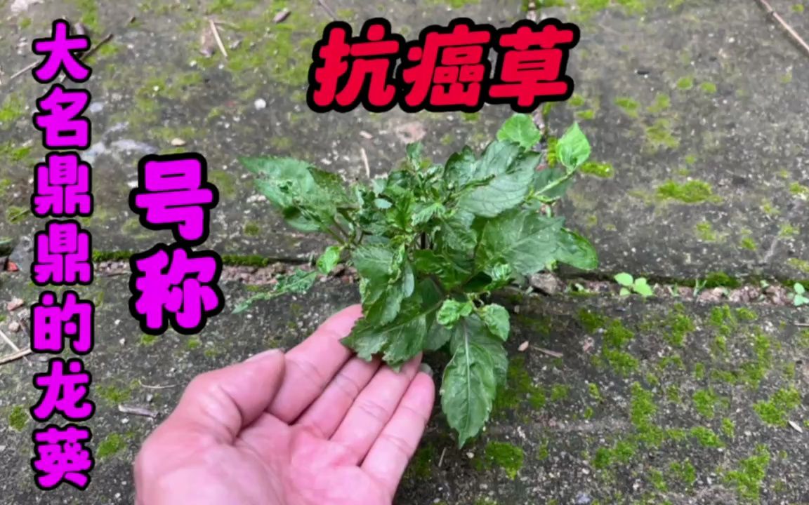 三大抗癌草图片