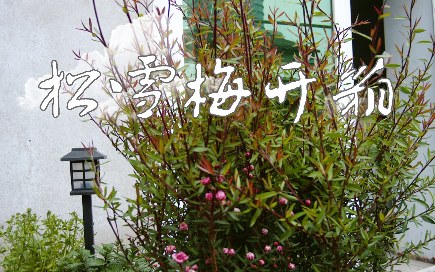 松雪梅开箱,有股淡淡的腊梅香