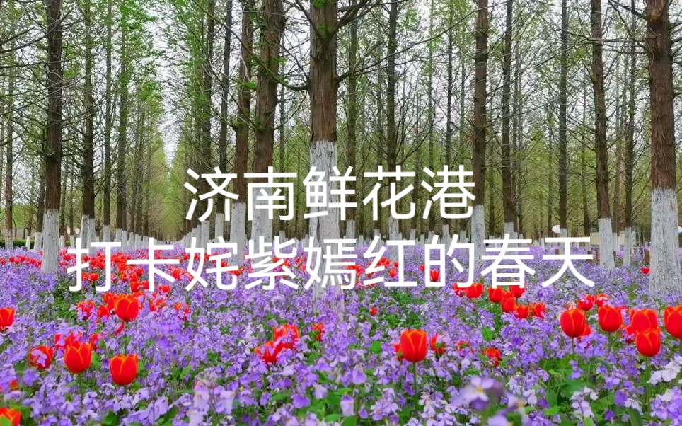 济南鲜花港花开成海哔哩哔哩bilibili