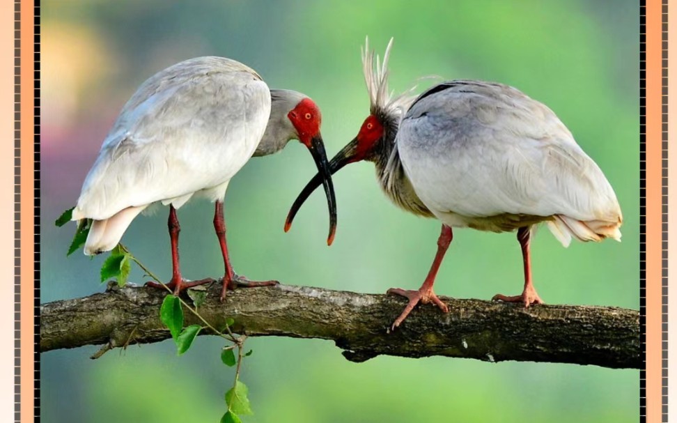 东方神鸟朱鹮知识科普小视频