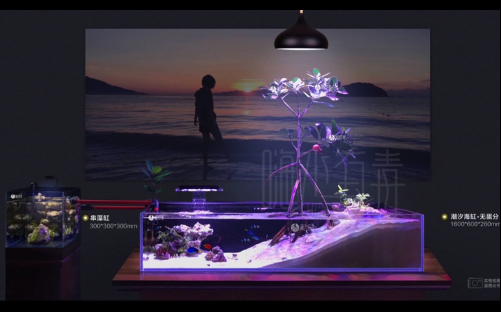 红树原生态海缸详细介绍