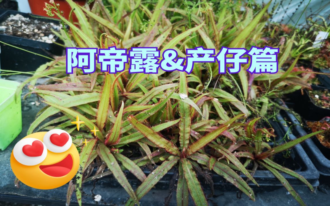 阿帝露茅膏菜图片