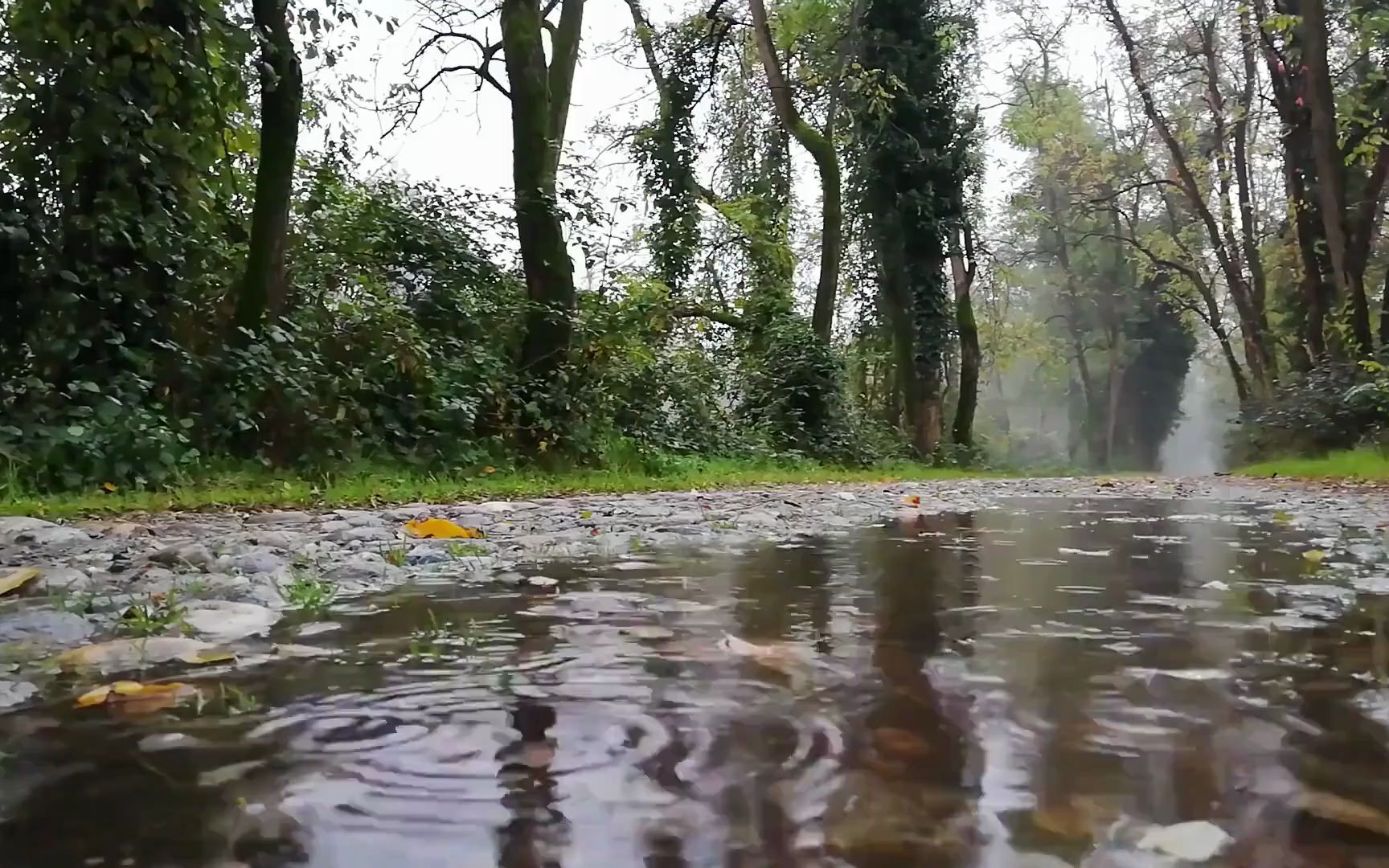 8小时极致柔软雨声 𐟌篸 非常适合助眠的下雨声 淅淅沥沥的雨声 雨滴掉入小水潭的声音 大自然的助眠摇篮曲 【助眠】【减压】【放松】【背景音】【学习...