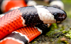 最毒珊瑚蛇杀伤力有多强 海蛇vs珊瑚蛇 哔哩哔哩 最毒珊瑚蛇杀伤力有多强 海蛇vs珊瑚蛇 哔哩哔哩