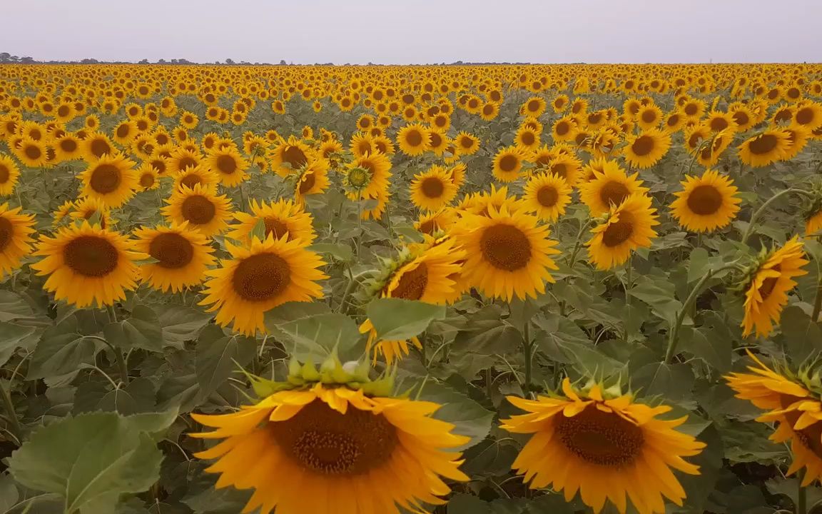 舞台背景 ▏a534 2k画质唯美漂亮向日葵太阳花花园大自然景色风景野外