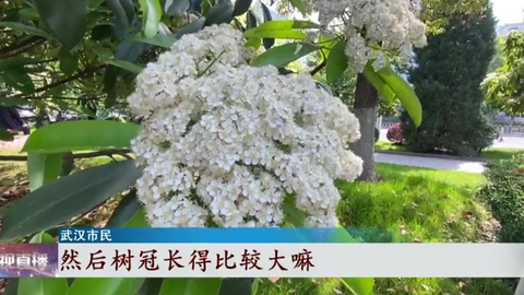 不可描述的 闻起来怀疑自己怀孕了的石楠花 为什么会广泛种植 哔哩哔哩 不可描述的 闻起来怀疑自己怀孕了的石楠花 为什么会广泛种植 哔哩哔哩