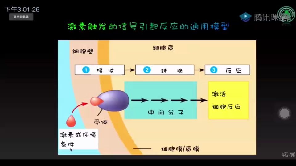 其他植物激素深圳中学刘越上传哔哩哔哩bilibili