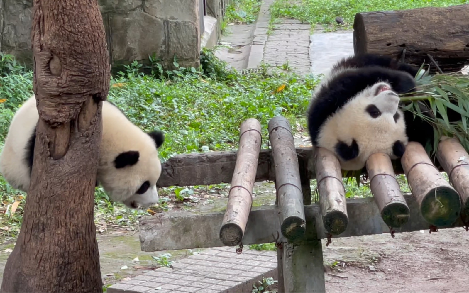 重庆动物园搬迁中梁山图片