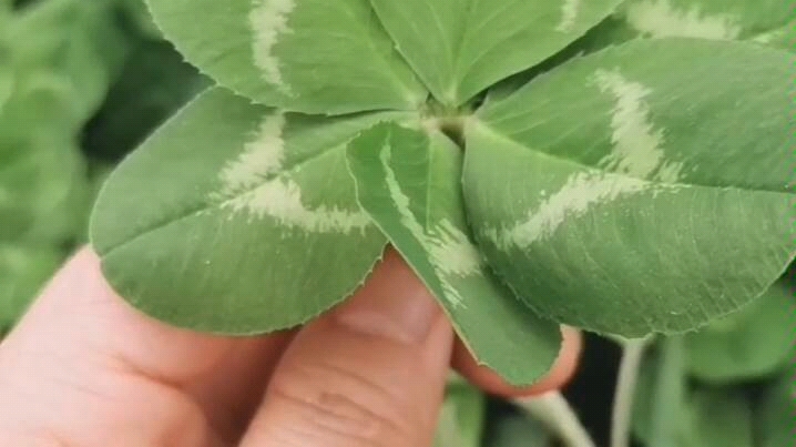 偶遇一颗八叶草