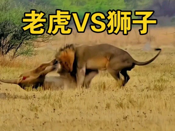 老虎vs狮子大比拼