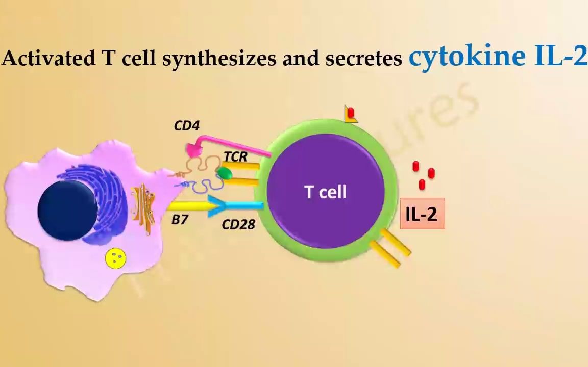 免疫学---t细胞的活化与分化 t cell activation and differentiation