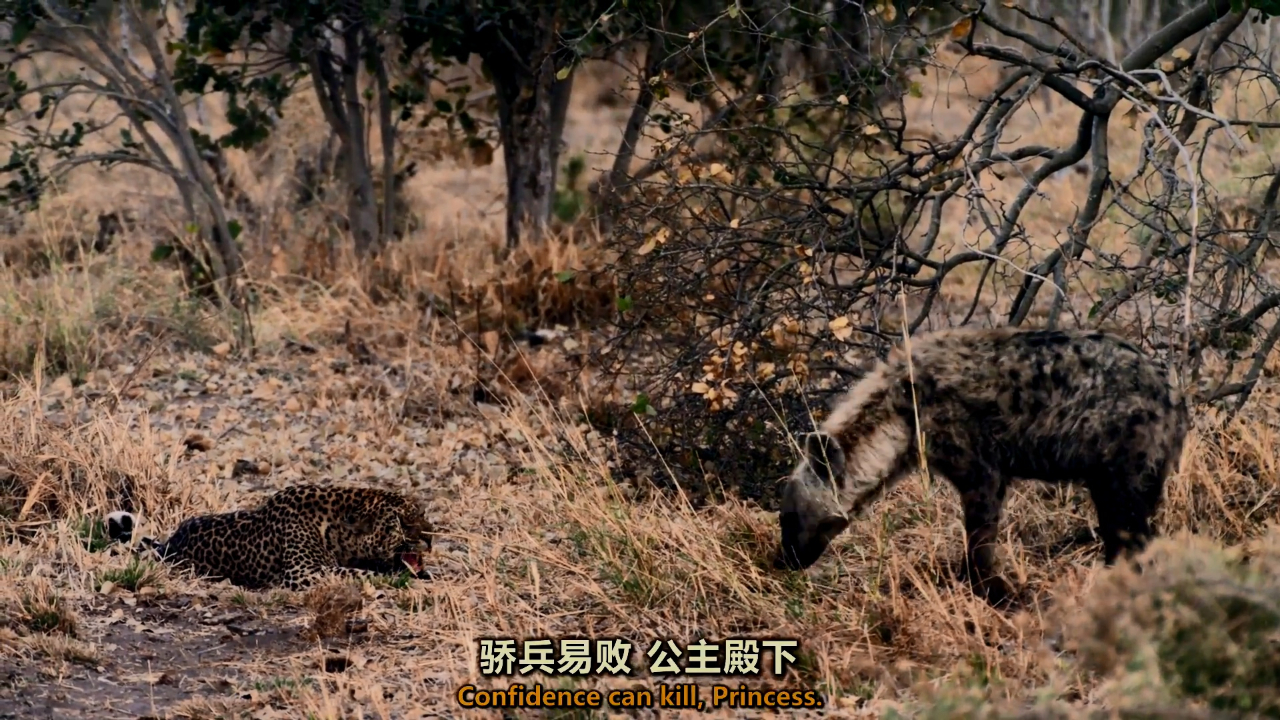 鬣狗为捡拾傲慢挑衅花豹!被胜利冲昏头脑的鬣狗有点儿拎不清!